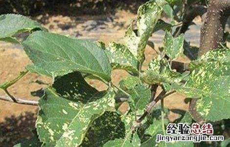 苹果病毒病防治方法 苹果病毒病怎么处理