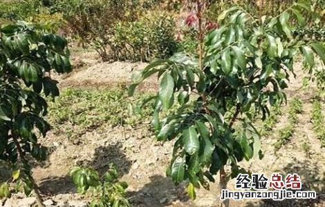 龙眼幼树施肥技术 龙眼幼树怎样施肥