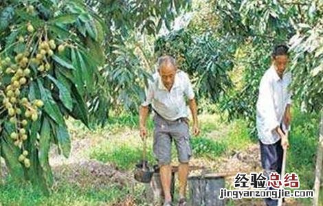 龙眼幼树施肥技术 龙眼幼树怎样施肥