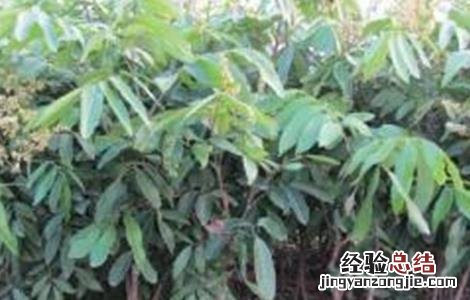 龙眼幼树施肥技术 龙眼幼树怎样施肥