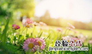 描写春天花的美文 描写春天花的美文经典