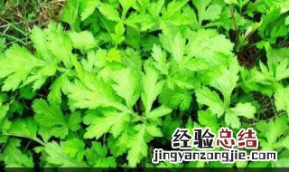 清明艾草有什么作用 清明艾功效与作用