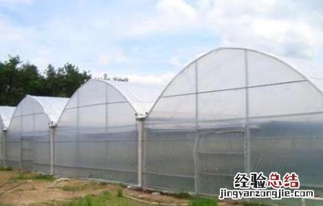 圣女果设施栽培技术 圣女果的栽培技术
