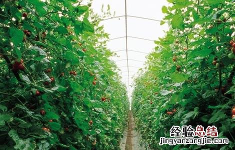 圣女果设施栽培技术 圣女果的栽培技术