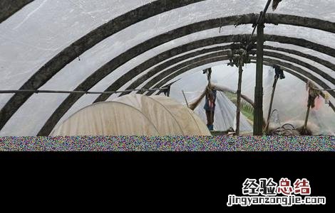 圣女果设施栽培技术 圣女果的栽培技术