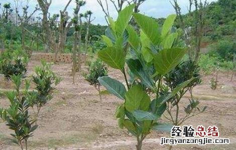 菠萝蜜高产栽培技术 菠萝蜜高产栽培技术要点
