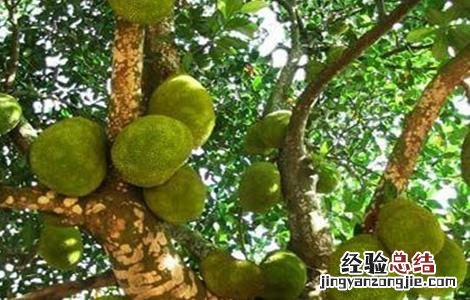 菠萝蜜高产栽培技术 菠萝蜜高产栽培技术要点