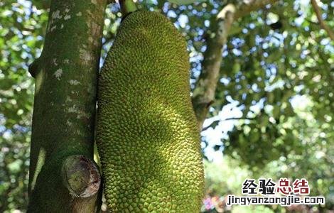 菠萝蜜高产栽培技术 菠萝蜜高产栽培技术要点