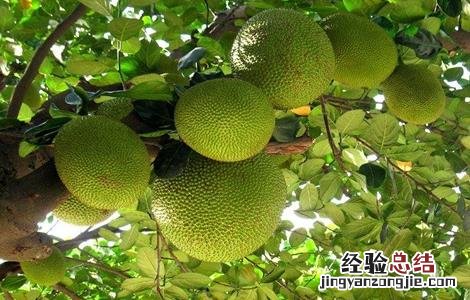 菠萝蜜高产栽培技术 菠萝蜜高产栽培技术要点