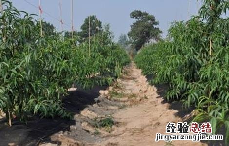 桃子高产栽培管理技术 桃子高产种植技术