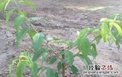 桃子高产栽培管理技术 桃子高产种植技术