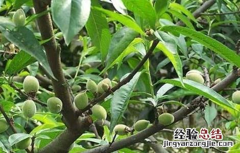 桃子高产栽培管理技术 桃子高产种植技术