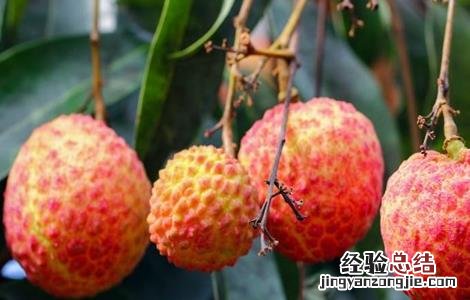 荔枝结果期管理技术 荔枝花果期管理技术