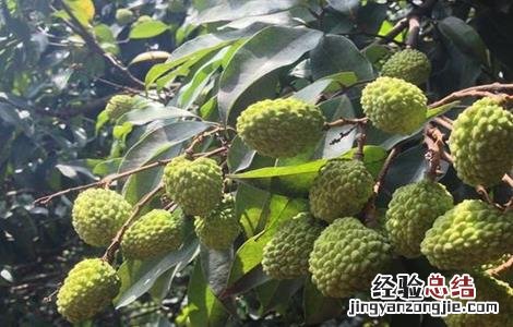 荔枝结果期管理技术 荔枝花果期管理技术