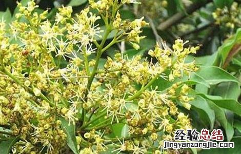 荔枝结果期管理技术 荔枝花果期管理技术