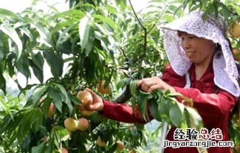 桃子采摘后怎么管理 桃子采摘后管理要点