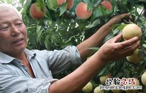 桃子采摘后怎么管理 桃子采摘后管理要点