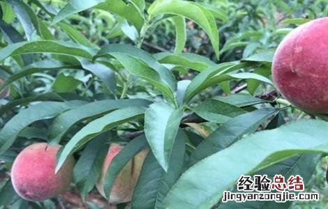 桃子采摘后怎么管理 桃子采摘后管理要点