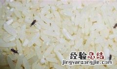 米什么季节最容易生虫 米什么季节最容易生虫子