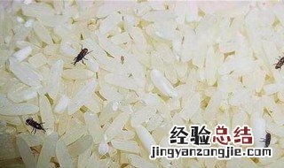 米什么季节最容易生虫 米什么季节最容易生虫子