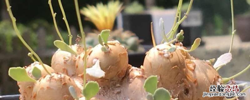 块根的形态特点 根的特征和形态学特点