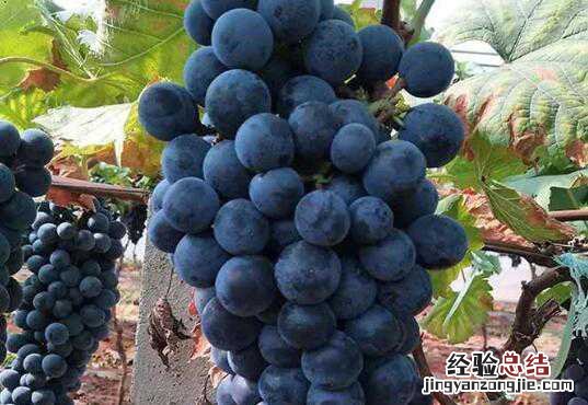 黑加仑和葡萄的区别,黑加仑怎么吃好
