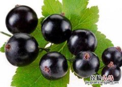 黑加仑和葡萄的区别，黑加仑怎么吃好