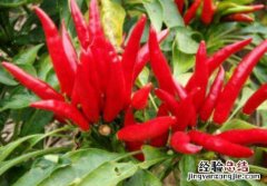 灯笼椒和子弹头哪个辣 灯笼辣椒和子弹头辣椒的区别