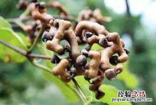 北枳椇与枳椇的区别,北枳椇的功效 北枳是什么