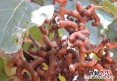 北枳椇与枳椇的区别，北枳椇的功效 北枳是什么