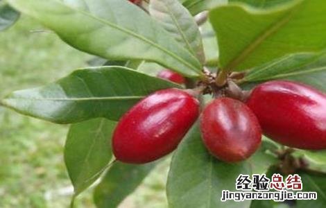 神秘果不结果的原因 神秘果不结果原因