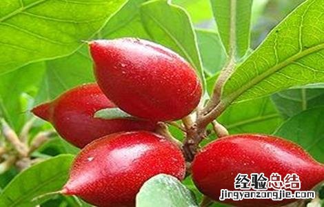 神秘果不结果的原因 神秘果不结果原因