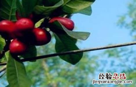 神秘果不结果的原因 神秘果不结果原因