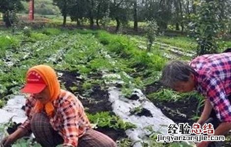西瓜整枝压蔓技术 西瓜整枝压蔓技术