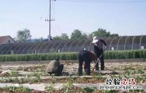 西瓜整枝压蔓技术 西瓜整枝压蔓技术