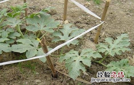 西瓜整枝压蔓技术 西瓜整枝压蔓技术