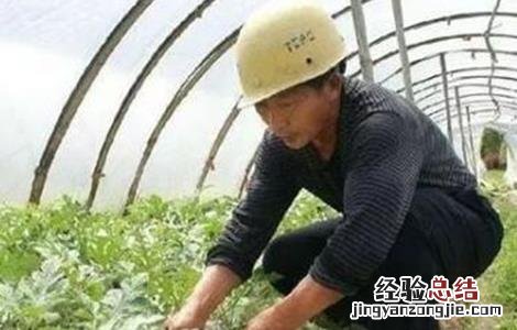 西瓜整枝压蔓技术 西瓜整枝压蔓技术