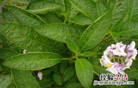 人参果的开花期管理方法 人参果的开花期管理