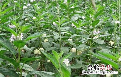 人参果的开花期管理方法 人参果的开花期管理