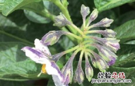 人参果的开花期管理方法 人参果的开花期管理