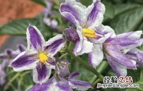 人参果的开花期管理方法 人参果的开花期管理