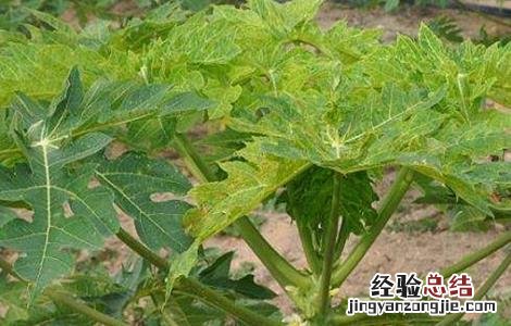 番木瓜病害图片与分析 番木瓜花叶病防治方法