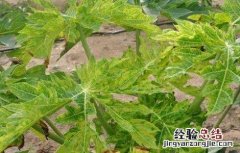 番木瓜病害图片与分析 番木瓜花叶病防治方法