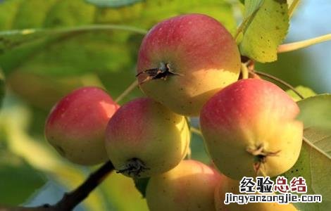 海棠果种植技术 海棠果栽培技术
