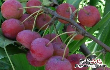 海棠果种植技术 海棠果栽培技术