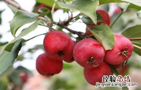 海棠果种植技术 海棠果栽培技术