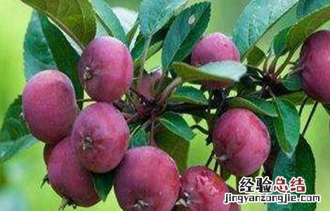 海棠果种植技术 海棠果栽培技术