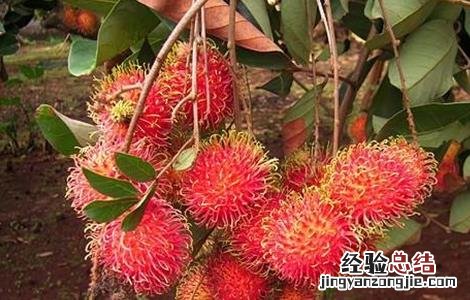 红毛丹对生长环境的要求 红毛丹的生长过程