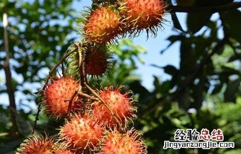 红毛丹对生长环境的要求 红毛丹的生长过程