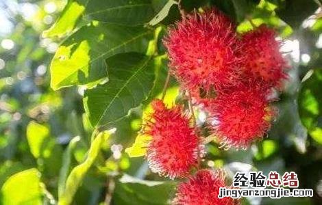 红毛丹对生长环境的要求 红毛丹的生长过程